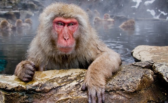 Новогодние обои для рабочего стола на Новый год 2016