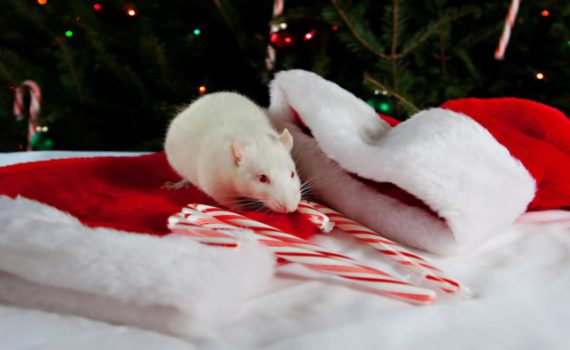 Новогодние обои на год Крысы 2020 - заставки на рабочий стол, картинки на телефон, изображение-аватары с мышами и крысами на Новый год 2020