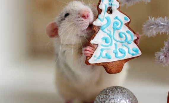 Новогодние картинки с крысами и мышами - красивые открытки, аватары и изображение-поздравление на Новый год Крысы